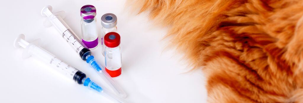 cat resting on a white surface beside a syringe and needle
