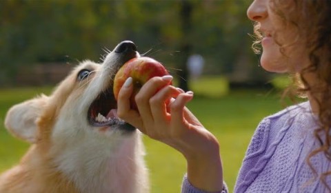 Can My Dog Eat That? A Veterinarian's Take on the Internet's Most Asked Foods for Dogs