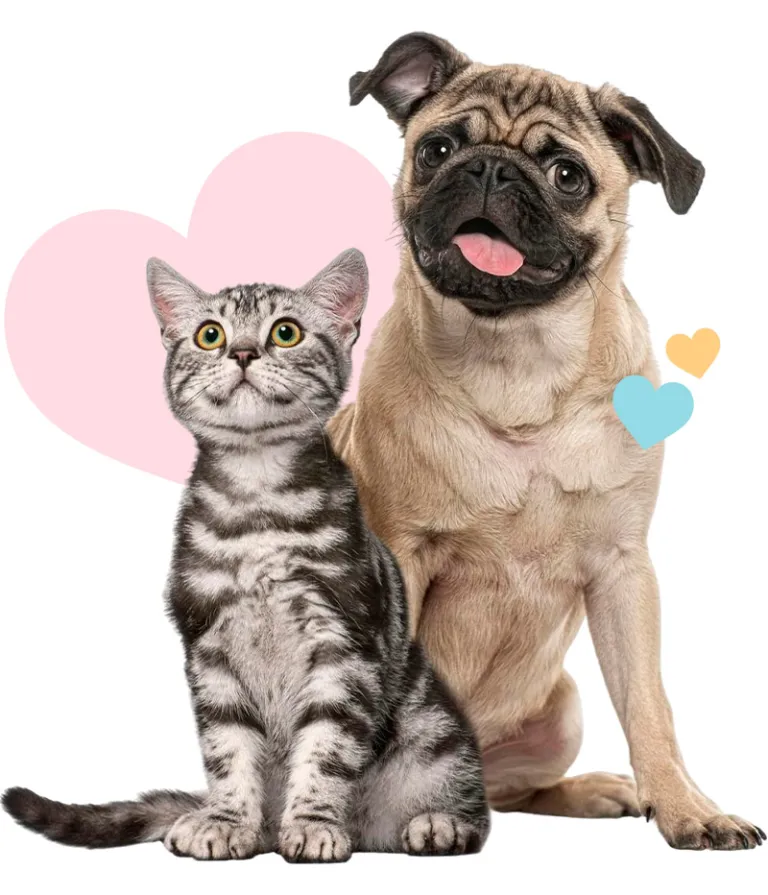 gray cat and pug together