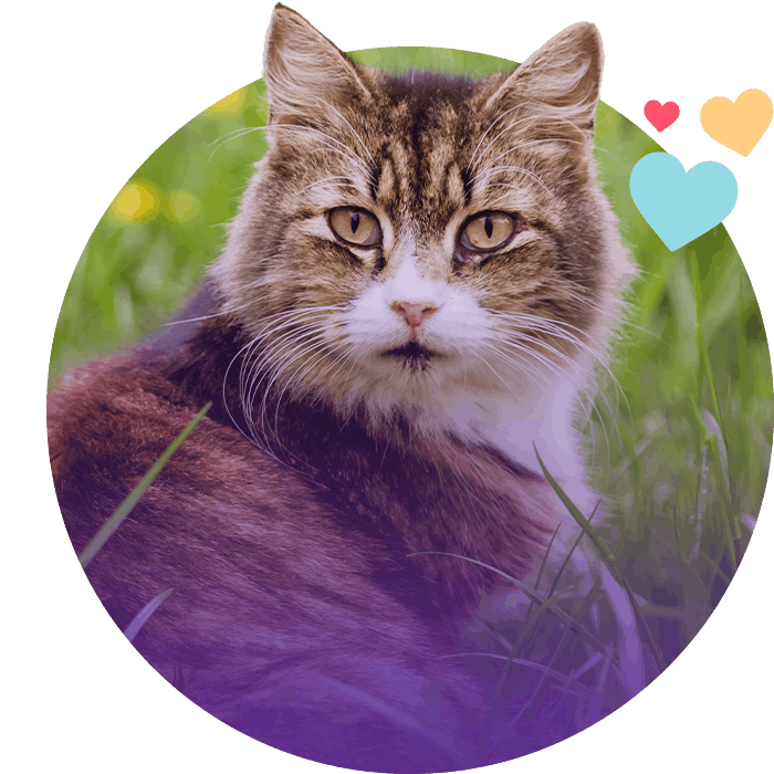 furry cat sitting on green grass