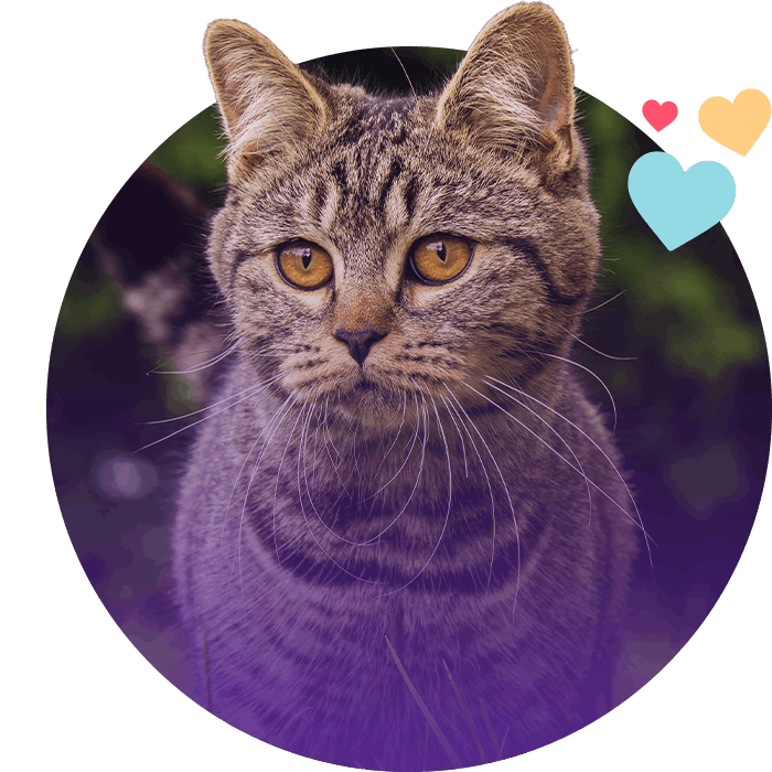tabby cat walking on green grass