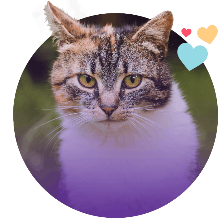 tricolor domestic cat outside green grass