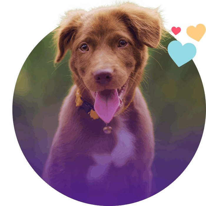 adorable brown furry puppy smiling and looking at the camera