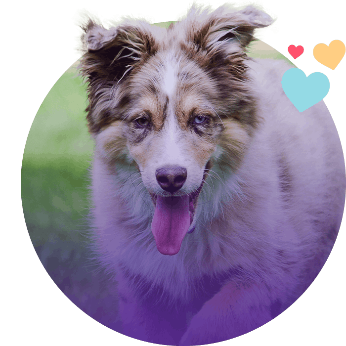 australian shepherd dog walking on green grass