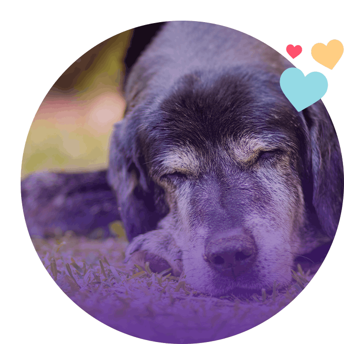 old dog lying down resting on green grass