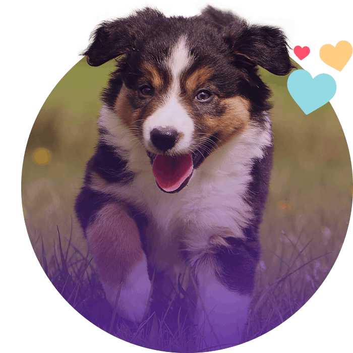 smiling puppy running and looking at the camera