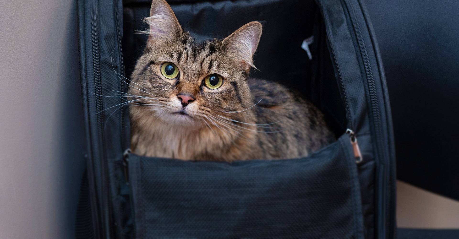 striped cat in carrier westmonte animal clinic