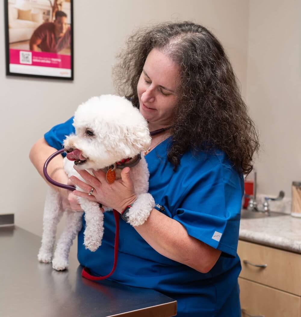 Emergency care for dogs 
