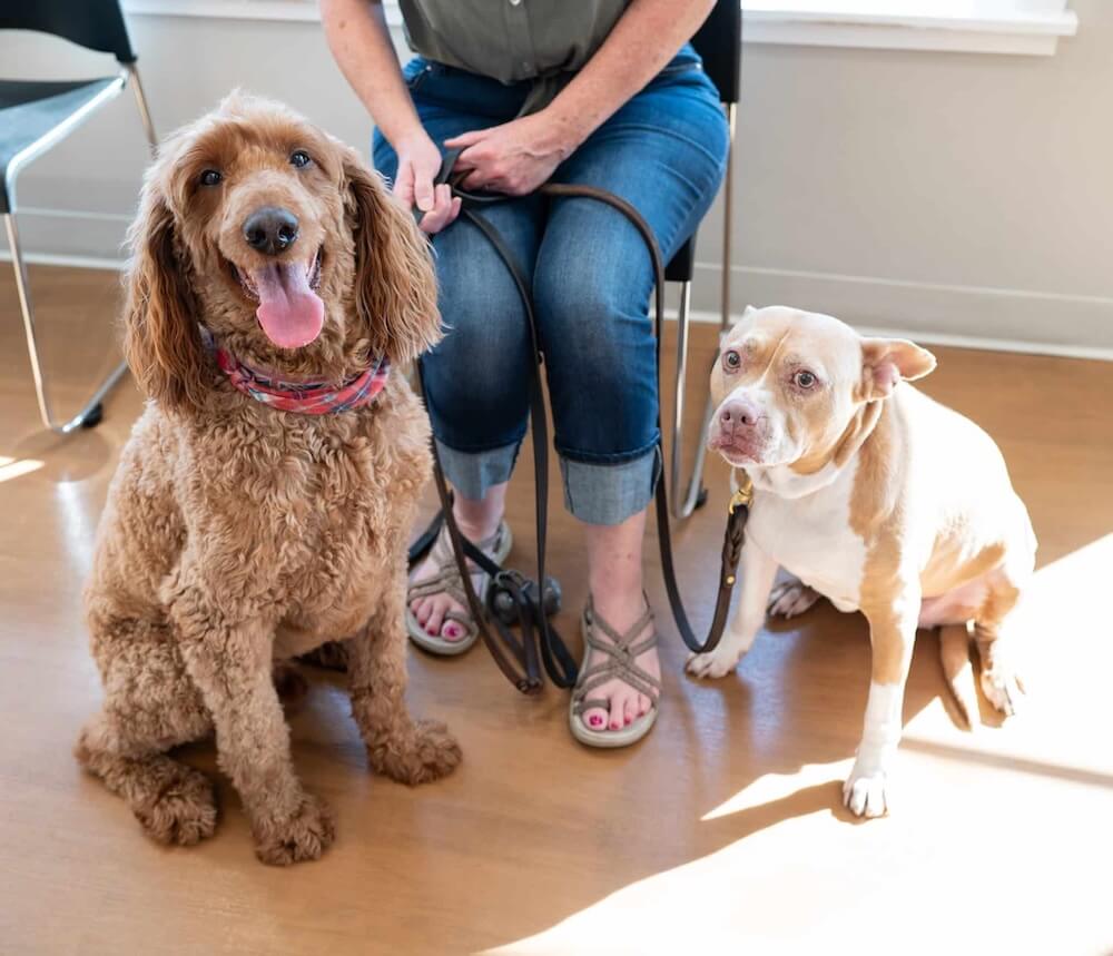 Longwood Vet