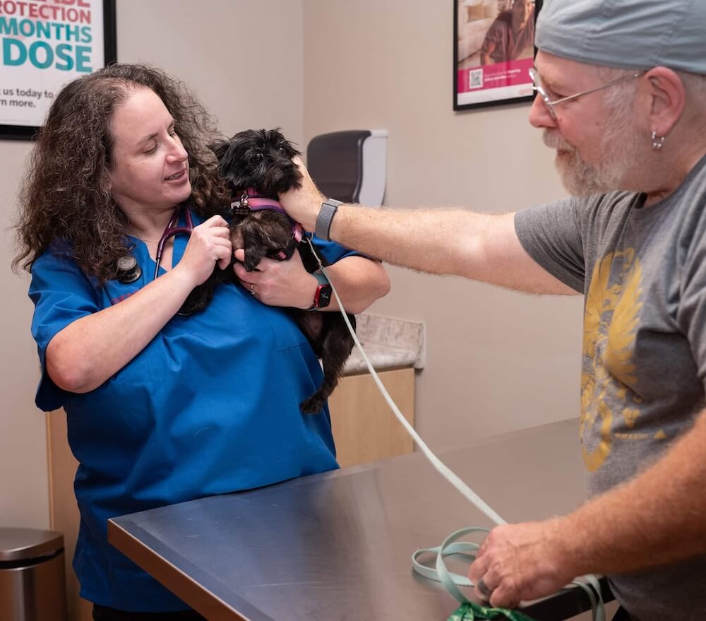 Maitland vet