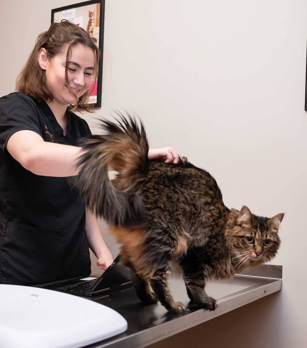 about Westmonte Animal Clinic 