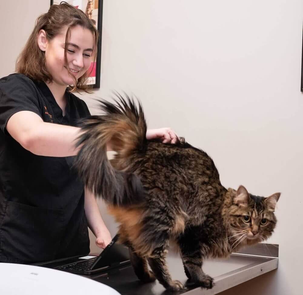 about Westmonte Animal Clinic 