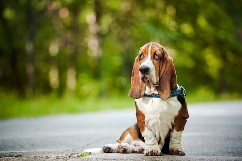 basset hounds