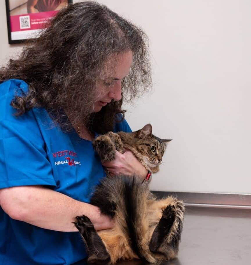 cat neuter