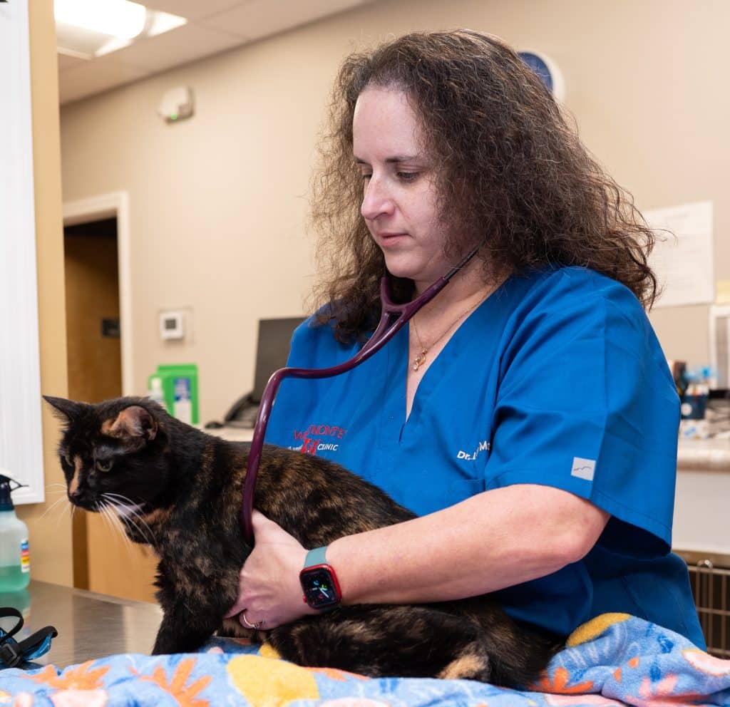 cat pain relief 