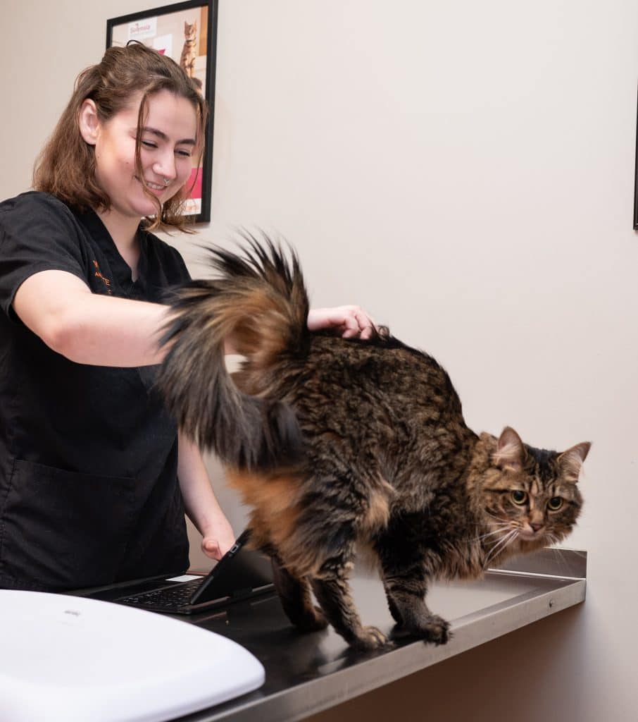 Cat Services