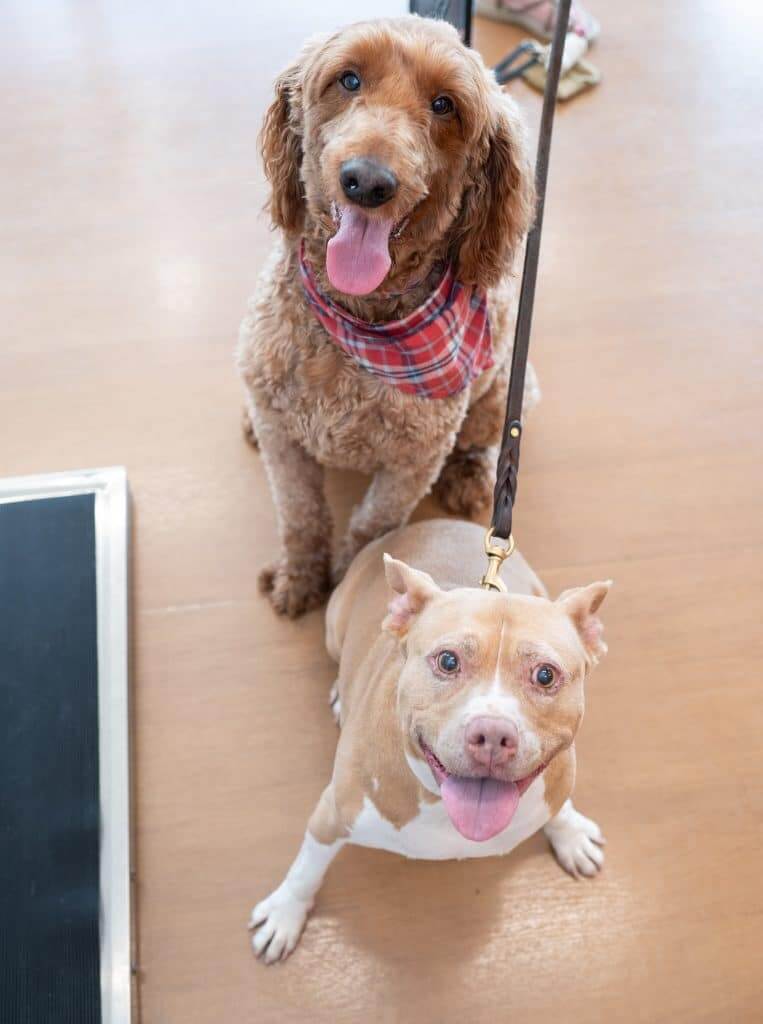 checkups for dogs 