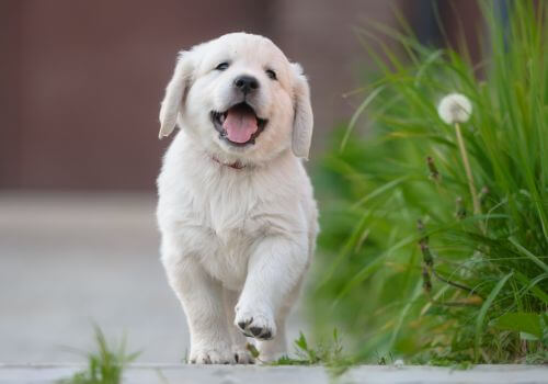dog puppy care