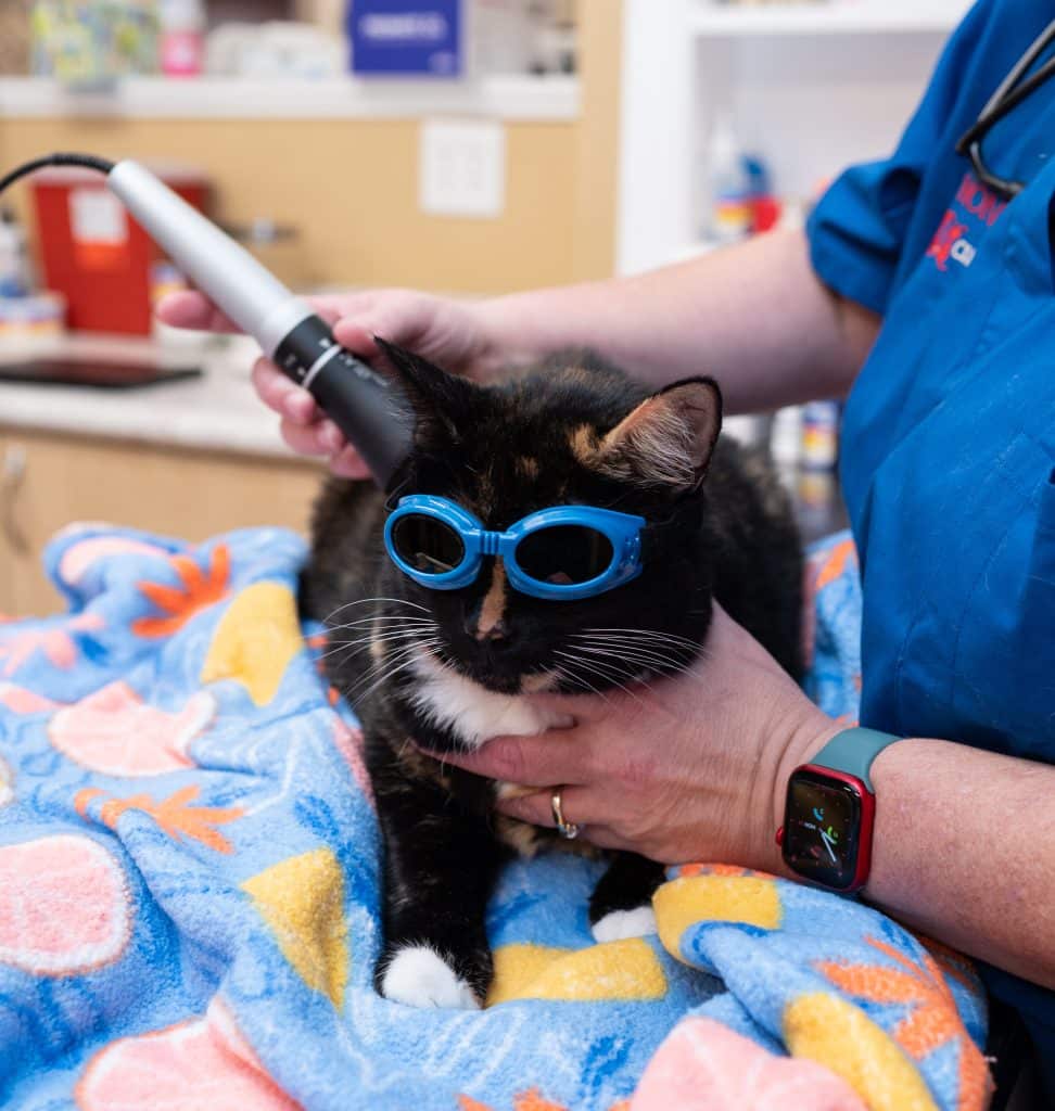 cat wellness