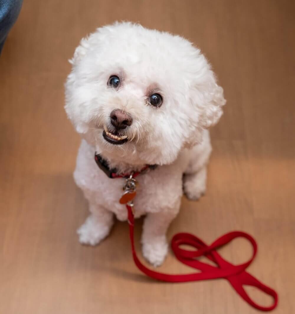 pet patients