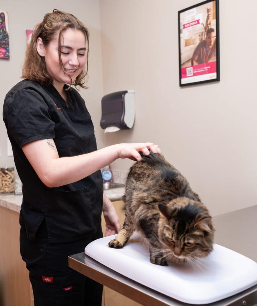 spay cats