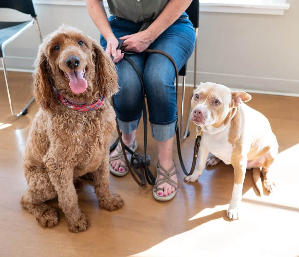 spay and neuter dogs