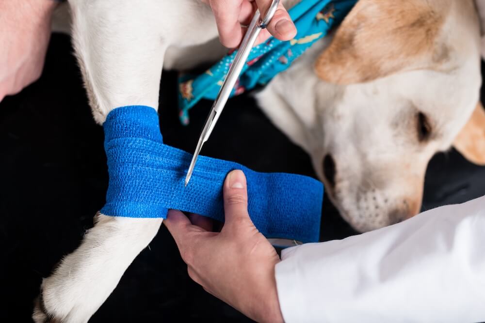 urgent pet care